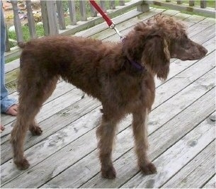 Kenna the shaved chocolate Doodleman Pinscher is standing on a wooden deck and looking forward. There is a person behind kenna