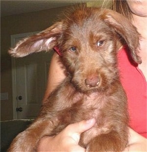 A fawn Doodleman Pinscher Puppy is being held against a person.