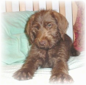 A brown Doodleman Pinscher puppy is laying on a human's bed and there is a green pillow behind it. There is a white gradient on the border of the image