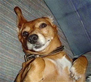 Close Up - Oscar the brown and white Doxle is laying on its back on a couch. There is a blue jean pillow behind him