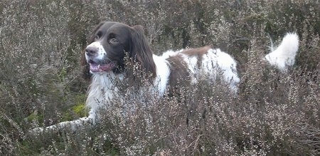 Van Groevenbeek the brown and white Drentsche Patrijshond is laying in a field. Its mouth is open.