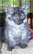 Dusty the kitten is sitting on a blanket and looking to the right