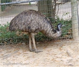Emu walking fence line