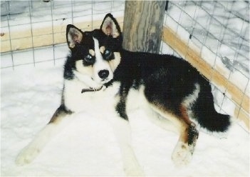 Retu the black, tan and white East Siberian Laika is laying in snow against the back of a wooden pole that is being used to hold up a wire fence