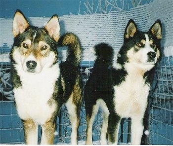 Tahvo and Retu the East Siberian Laikas are standing against a blue tiled wall