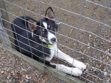 Vella the black, tan and white East Siberian Laika puppy is laying in front of a wire fence
