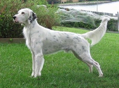 English Setter Puppies on English Setter Laverack Setter