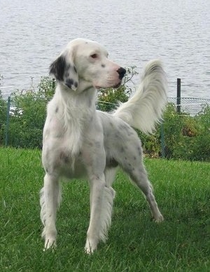 Hall's General Jackson the white with black ticked English Setter is standing in grass and looking to the right. There is a body of water behind him