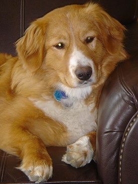 Close Up - Jemma Jerroo the tan and white English Shepherd is sitting against the arm of a brown leather couch