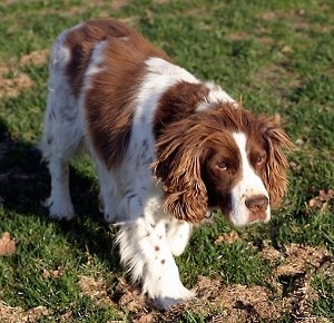 Essex Marshall the red and white ticked English Springer Spaniel is walking through a field with its head down