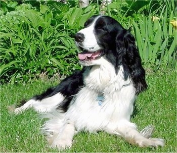 EnglishSpringerSpanielFrodoMay.jpg