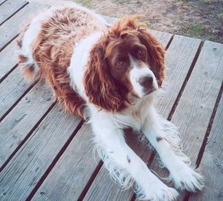 Spot the English Springer Spaniel is laying on a wooden deck and looking up.