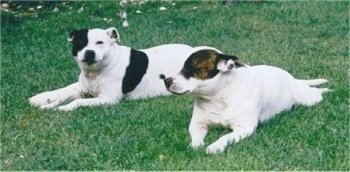 The front left side of two English Staffordshire Bull Terriers that are laying across a field. One dog is white with black and the other is white with brown brindle around its eye.