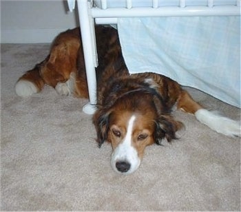 Maggie the tan, black and white English Shepherd is laying down under a white bed frame.