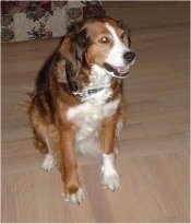 Maggie the tan, black and white English Shepherd is sitting on a hardwood floor. Its mouth is open and looking forward. There is a floral print couch behind her.