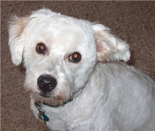 Close Up - Kodiak the white Eskapoo is sitting in a house and looking up