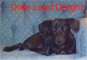 View from the front - A black Feist mix is laying against the arm of a couch. Overlayed are the words - Dixie Land Delight.