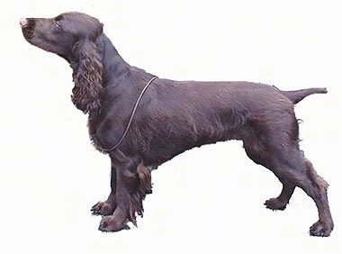 Left Profile - A brown Field Spaniel is posing. The background is all white