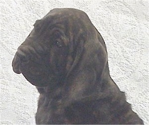 Close Up head shot - A black brindle Fila Brasileiro puppy is sitting with its head tilted to the left