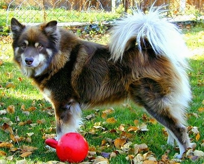 A fluffy brown, black and white Finnish Lapphund dog is standing in a yard with a red ball that has a handle next to him