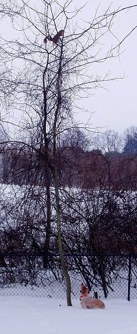 A tan French Brittany Spaniel dog standing leg deep in snow and looking up at a squirrel at the top of a tree