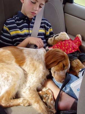 Hunting Dogs, French Brittany Spaniel