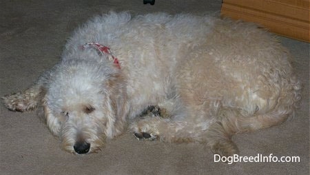 A Goldendoodle is laying on a tan carpet with a cabinet behind it