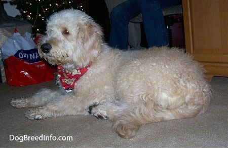 A Goldendoodle is wearing a red ribbon laying on a tan carpet next to a Christmas tree with a person next to it. 