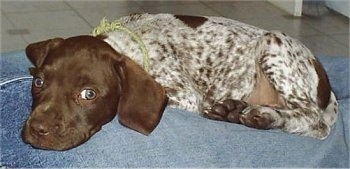 A white with brown ticked German Shorthaired Pointer puppy is laying down in between a persons legs who is wearing blue jeans.