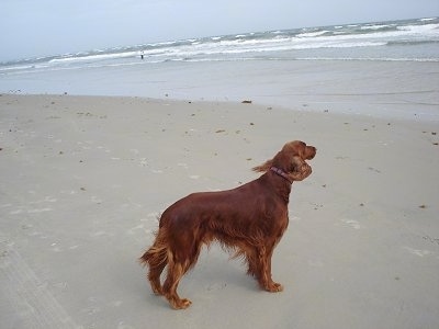 A red Irish Setter is standing at a beach and looking at the waves
