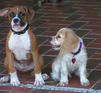A brown with white boxer puppy is sitting next to a white with tan Cocker Spaniel puppy on a red brick floor. The Cocker Spaniel is looking at the Boxer. The Boxer is looking forward