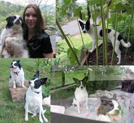 A collage of a white and black Chin/Cavalier King Charles Spaniel/Pomeranian mix breed dog