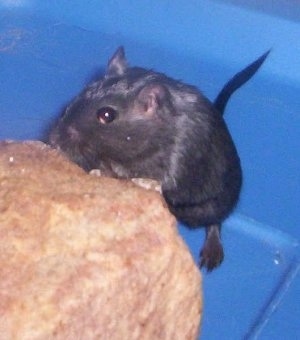 A black Gerbil is standing up against a rock sniffing it inside of a blue plastic cage.