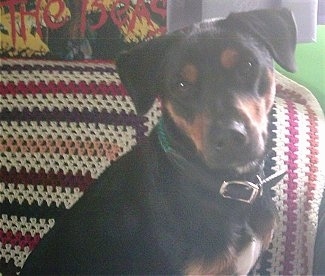 Close Up - A black with tan Jagdterrier is sitting on a couch with a knitted afghan blanket hanging over the back.