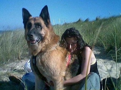 Large  Breeds on Fluffy The German Shepherd At 11 Years Old  He Loves The Beach