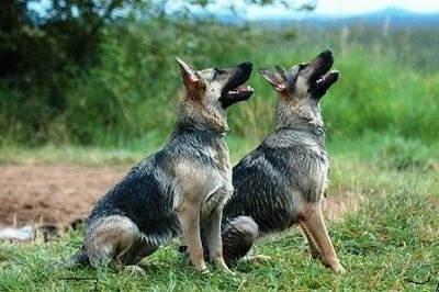 Two wet black and tan German Shepherds are sitting side by side in a field looking up.