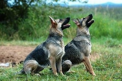 [Image: GermanSheppardGwenandFriend.JPG]