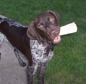 german shorthair photograph