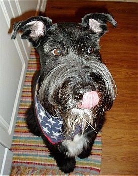 A black Giant Schnauzer is sitting on a rug in front of a door licking its nose