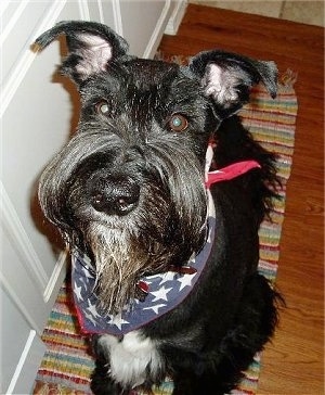 A black Giant Schnauzer is sitting on a throw rug that is on a hardwood fllor in front of a white door.