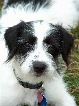 Close Up - A white and black Beagle/Bichon is laying in grass. It is looking forward