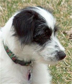 Close Up head shot - The face of a white and black Beagle/Bichon and is looking to the right