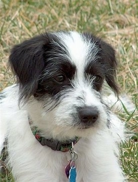 Close up head shot - A white and black Beagle/Bichon is laying outside in grass