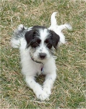 A white and black Beagle/Bichon is laying outside in grass and looking forward