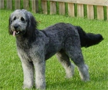 A grey with white and black Goldendoodle is standing in a yard there is a wooden fence behind it. Its mouth is open and tongue is out