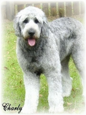 white goldendoodle puppy. Near white (cream)