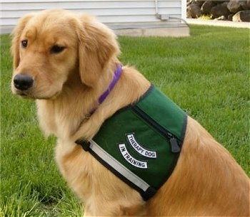 A Golden Retriever is sitting in a yard wearing a vest that has the words - Therapy dog in training - on it
