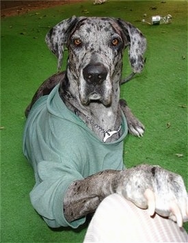 A gray and black merle Great Dane is wearing a green jacket laying on a green tarp. One of its paws are on a persons leg