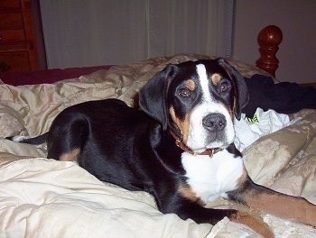 A tricolor black, tan and white Greater Swiss Mountain Dog puppy is laying next to a person on a human's wooden bed that has a tan comforter.