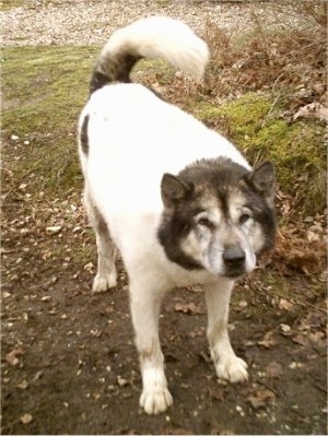 A white with grey Greenland Dog is standing outside in mud